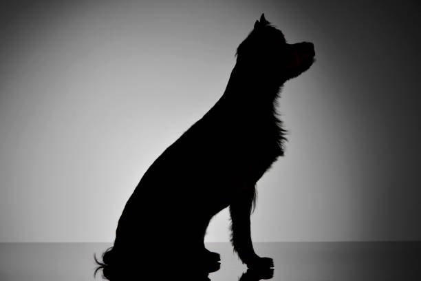 istock Silhouette of an adorable Yorkshire Terrier 1188943688