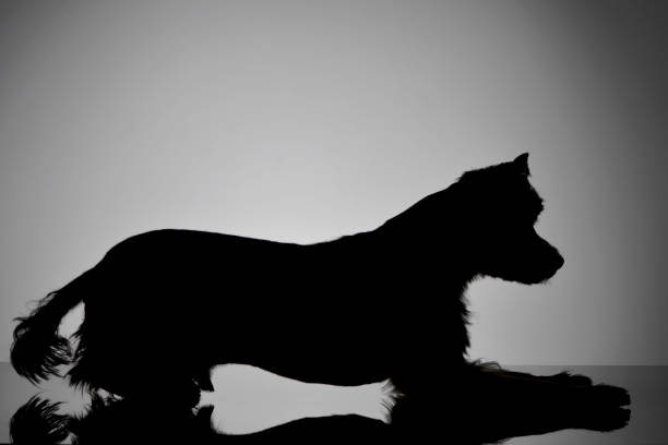istock Silhouette of an adorable Yorkshire Terrier 1188943720