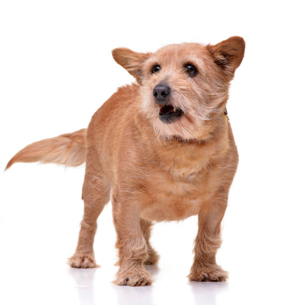 istock Studio shot of an adorable mixed breed dog 1188943772