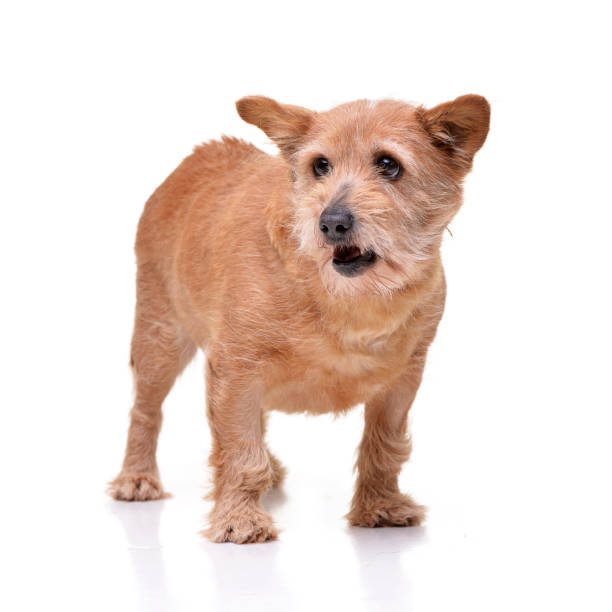 istock Studio shot of an adorable mixed breed dog 1188943899