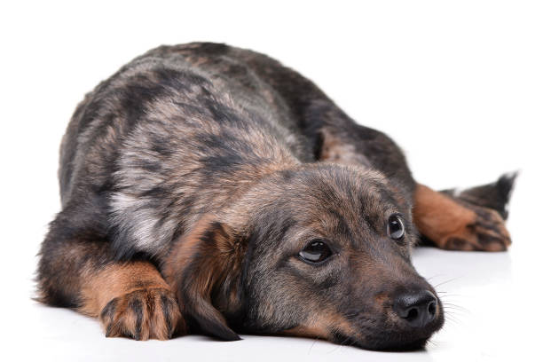 istock Studio shot of an adorable mixed breed dog 1188943911