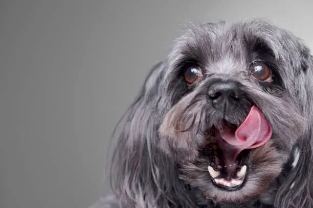 Photo of Portrait of an adorable havanese dog