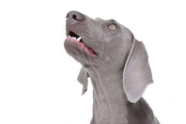 portret uroczego psa weimaraner - weimaraner dog animal domestic animals zdjęcia i obrazy z banku zdjęć