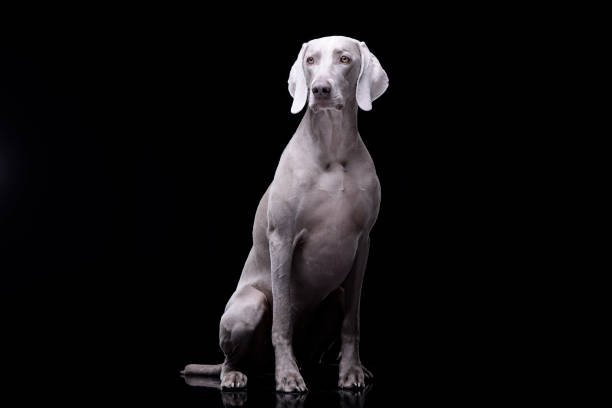 estúdio disparado de um cão adorável de weimaraner - weimaraner dog animal domestic animals - fotografias e filmes do acervo