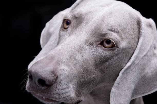 retrato de um cão adorável de weimaraner - weimaraner dog animal domestic animals - fotografias e filmes do acervo