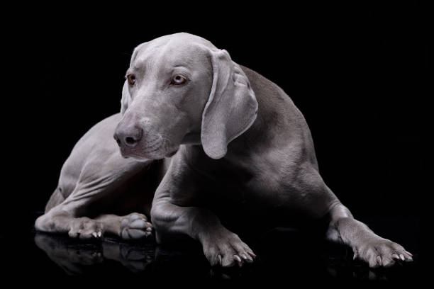 studio strzał z adorable weimaraner pies - weimaraner dog animal domestic animals zdjęcia i obrazy z banku zdjęć