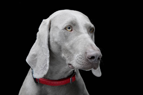 retrato de um cão adorável de weimaraner - weimaraner dog animal domestic animals - fotografias e filmes do acervo