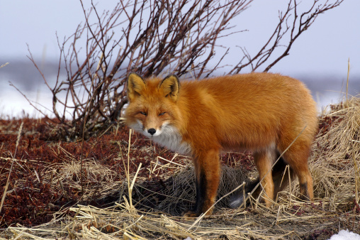 Mangey and unwell injured  Red fox creeping around the farm in Central Victoria