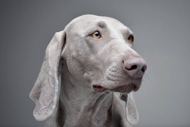 retrato de um cão adorável de weimaraner - weimaraner dog animal domestic animals - fotografias e filmes do acervo