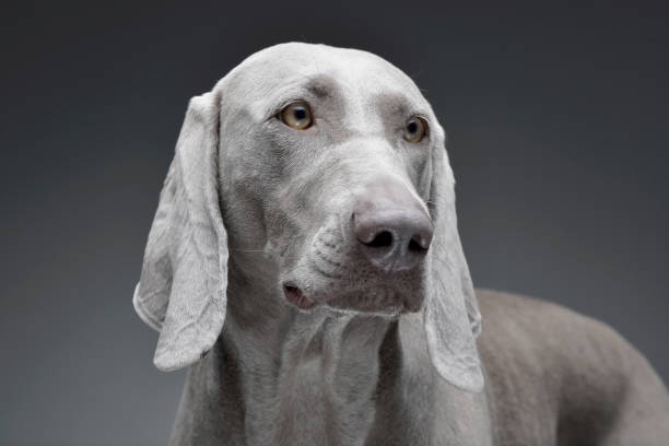 portret uroczego psa weimaraner - weimaraner dog animal domestic animals zdjęcia i obrazy z banku zdjęć