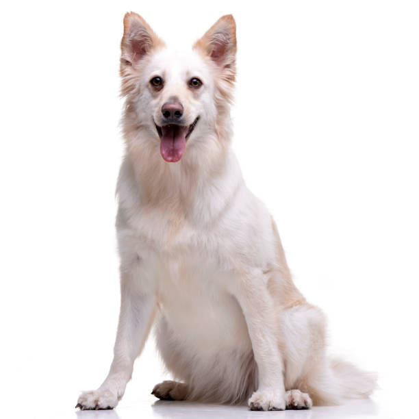 istock Studio shot of an adorable mixed breed dog 1188945853