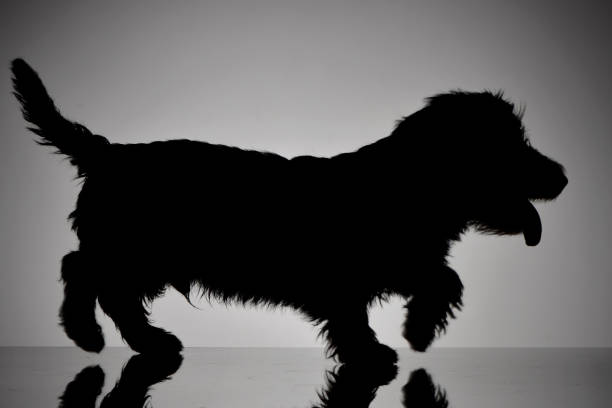 istock Silhouette of an adorable Dachshund 1188945980
