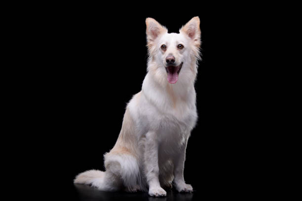 istock Studio shot of an adorable mixed breed dog 1188946000