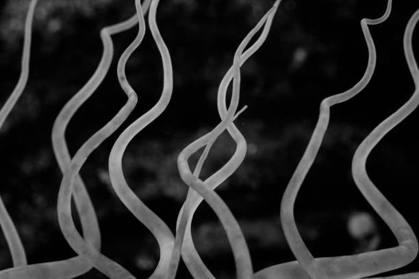 istock Tube Anemone Tentacles 1188946133