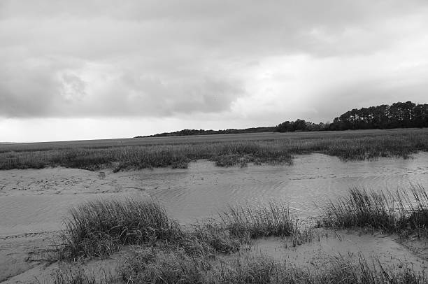 wetlands at low tide - parris island bildbanksfoton och bilder