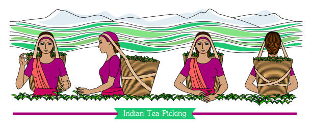 Set of color engraved drawing of Indian women picking tea leaves on the mountain plantation. Harvesters with baskets. Vector illustration isolated on background for packaging tea drink business. Set of color engraved drawing of Indian women picking tea leaves on the mountain plantation. Harvesters with baskets. Vector illustration isolated on background for packaging tea drink business. assam stock illustrations