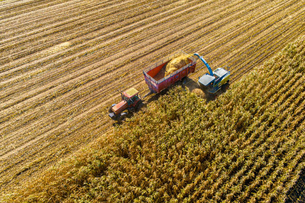 luftaufnahme von herbsternte - autumn corn corn crop field stock-fotos und bilder