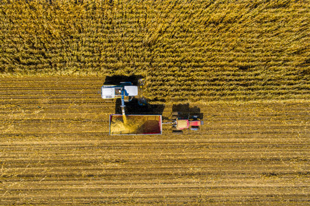 Aerial Photo of Fall Harvest Harvest 2019 seen in Indiana. Corn is the Crop, October the month. Northern Indiana harvest festival stock pictures, royalty-free photos & images