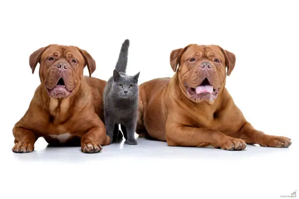 Studio shot of two adorable Dogue de Bordeaux and a domestic cat - isolated on white background.