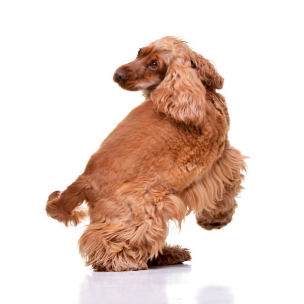 istock Studio shot of an adorable English Cocker Spaniel 1188947589