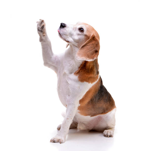 istock Studio shot of an adorable beagle 1188947596