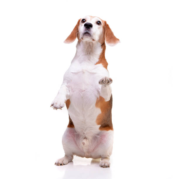 istock Studio shot of an adorable beagle 1188947598