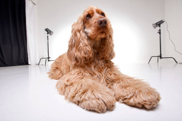 istock Studio shot of an adorable English Cocker Spaniel 1188947656