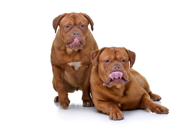 istock Studio shot of two adorable Dogue de Bordeaux 1188947657