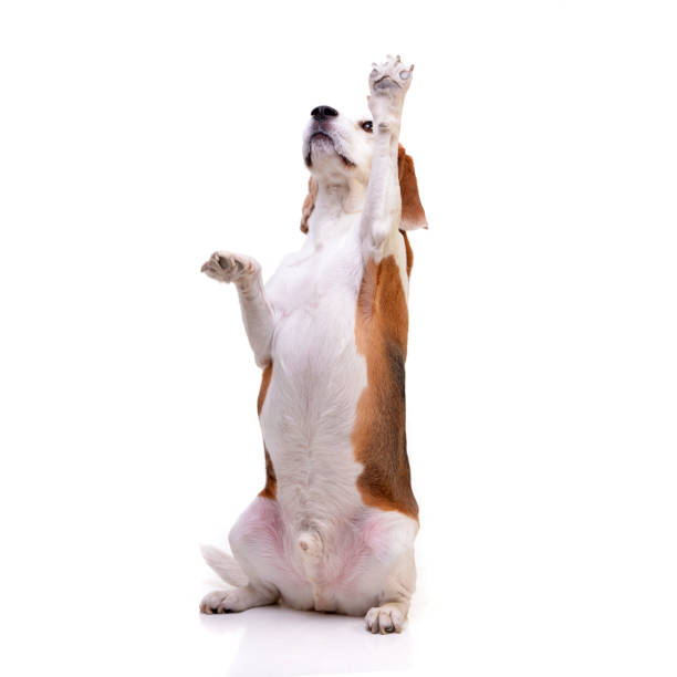 istock Studio shot of an adorable beagle 1188947679