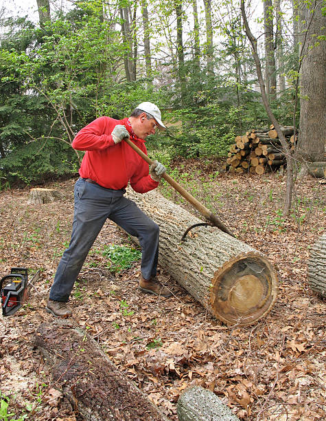 Man moving log with peavey stock photo