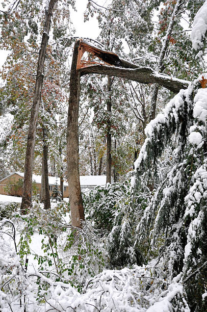 Tree broken by heavy snow stock photo