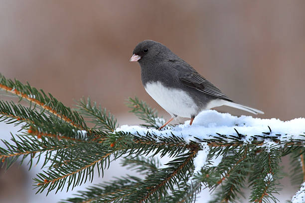 Junco On A Branch  song sparrow stock pictures, royalty-free photos & images