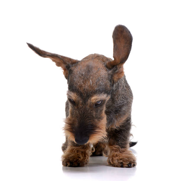 studio shot of an adorable dachshund - dachshund dog sadness sitting imagens e fotografias de stock