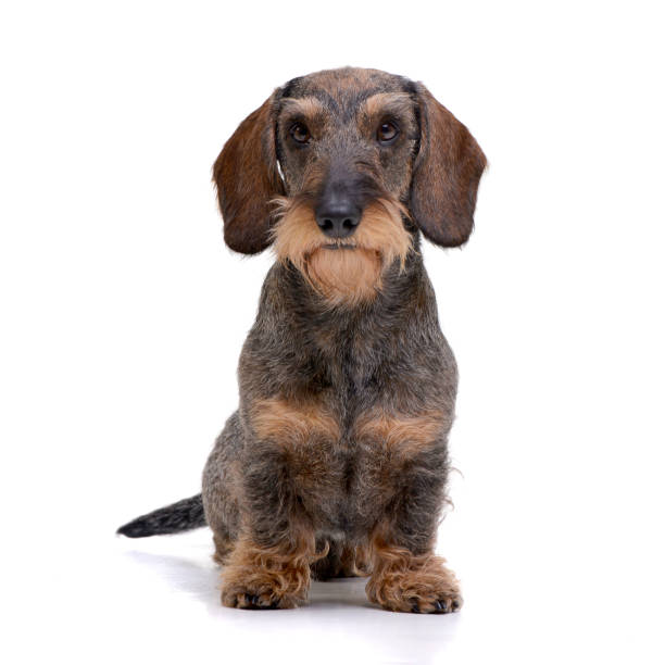 istock Studio shot of an adorable Dachshund 1188948656