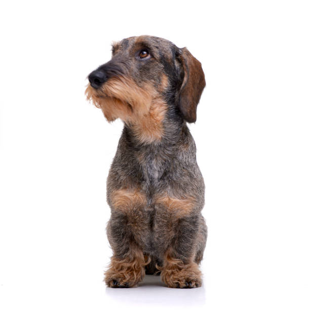istock Studio shot of an adorable Dachshund 1188948688