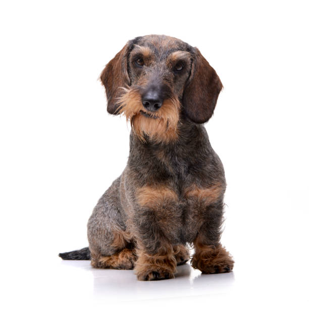 istock Studio shot of an adorable Dachshund 1188948718
