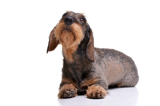 istock Studio shot of an adorable Dachshund 1188948729