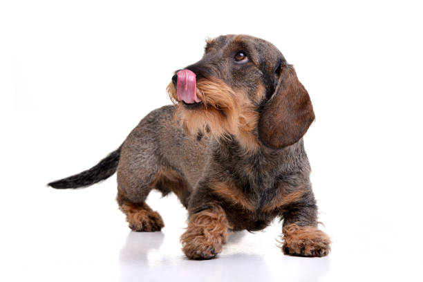 istock Studio shot of an adorable Dachshund 1188948731
