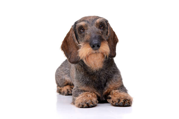 istock Studio shot of an adorable Dachshund 1188948733
