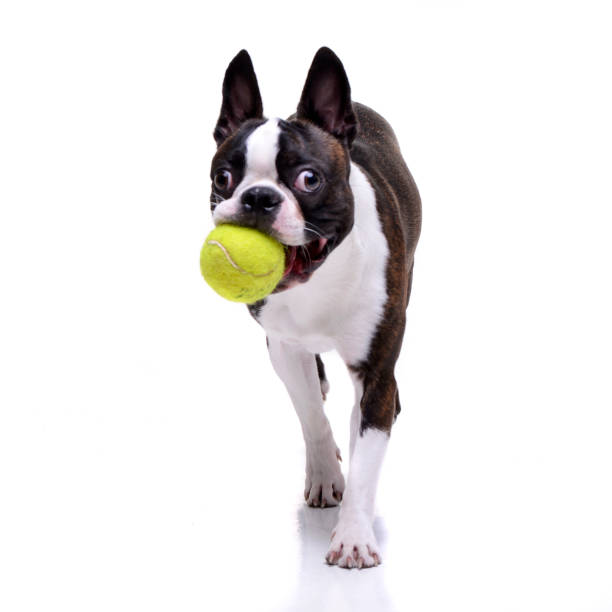 An adorable Boston Terrier playing with a tennis ball