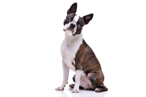 istock Studio shot of an adorable Boston Terrier 1188948949