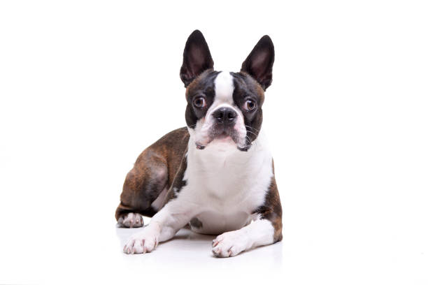 istock Studio shot of an adorable Boston Terrier 1188948956