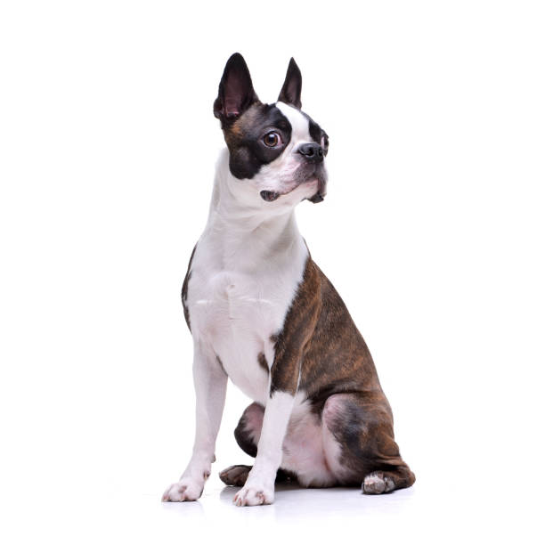 istock Studio shot of an adorable Boston Terrier 1188948961