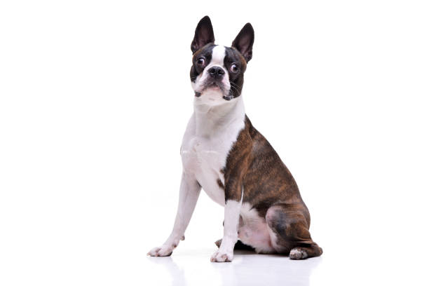 istock Studio shot of an adorable Boston Terrier 1188948966