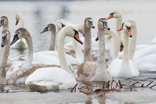 istock Flock of young swans in the winter 1188948991