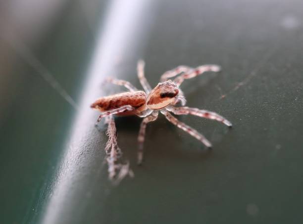 Macro of a spider in a suburban Sydney back yard Macro of a spider in a suburban Sydney back yard spider spider web large travel locations stock pictures, royalty-free photos & images