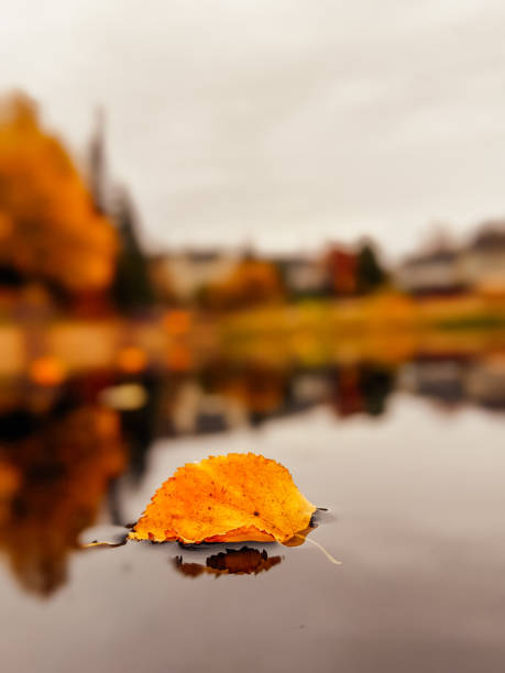 istock Autumn mood with leaf in a pond 1188949556