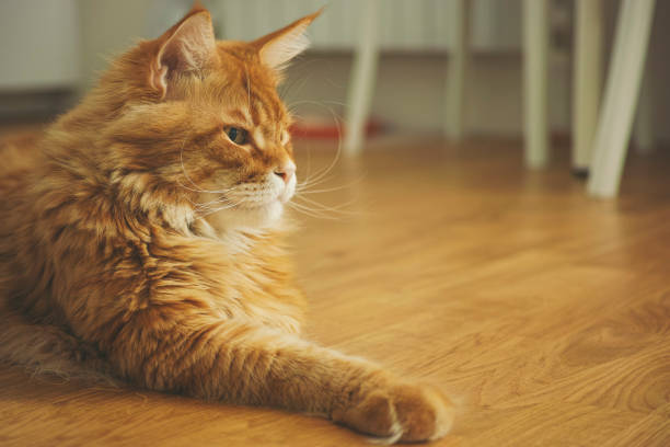 istock Maine coon cat laying on the floor 1188949868