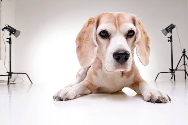 istock Studio shot of an adorable beagle 1188949899