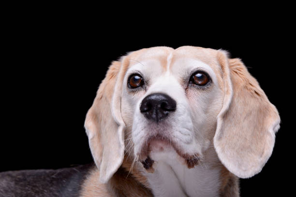 istock Portrait of an adorable beagle 1188949936